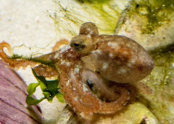 El IEO de Vigo logra reproducir el pulpo en cautividad