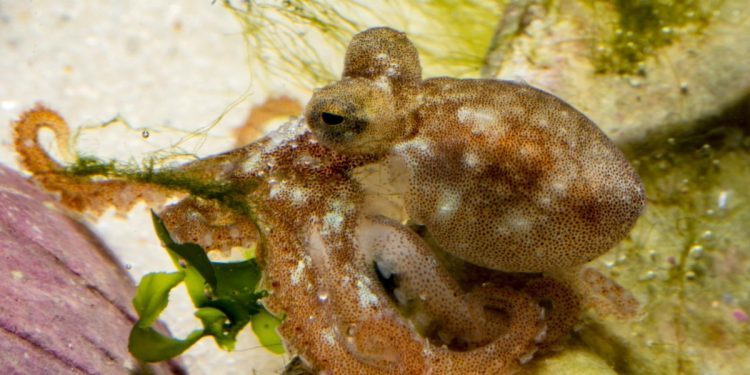 El IEO de Vigo logra reproducir el pulpo en cautividad