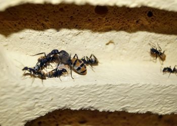 ¿Plagas en la oficina? Descubre cómo acabar con ello de forma definitiva