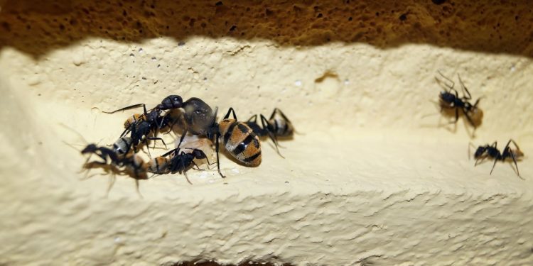 ¿Plagas en la oficina? Descubre cómo acabar con ello de forma definitiva