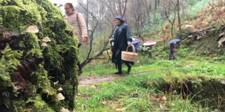 Nigrán transformará 42 hectáreas de monte quemadas no seu primeiro parque forestal