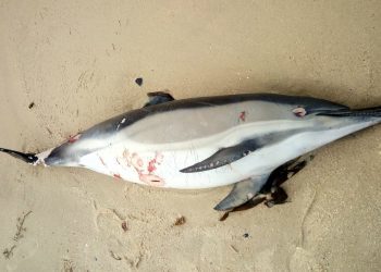 Aparece un delfín muerto en una playa de Vigo