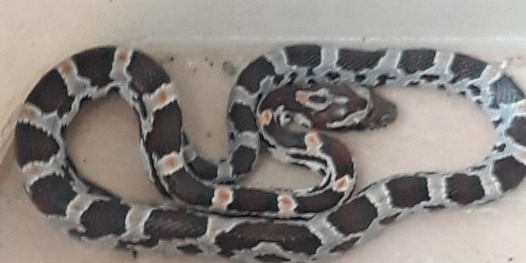 Aparece un reptil en un portal de la avenida de Castelao