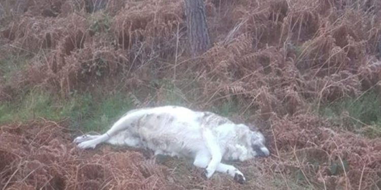 Ofrecen 1.000 euros para que no quede impune el cruel crimen de la mastina de Baiona