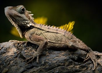 Tener un reptil como mascota