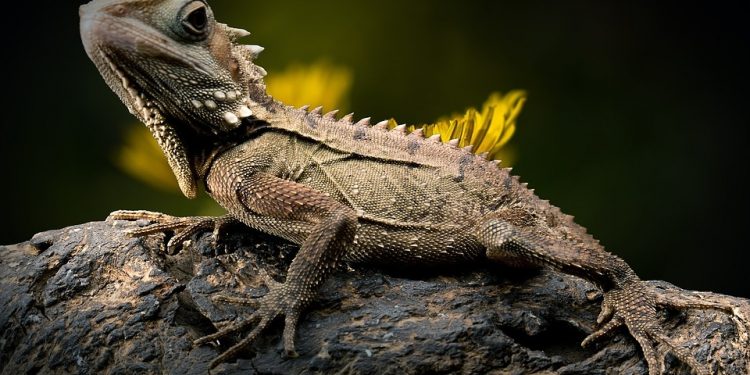 Tener un reptil como mascota