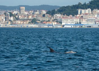 Alertan sobre o incremento no número de arroaces varados mortos nas Rías Baixas