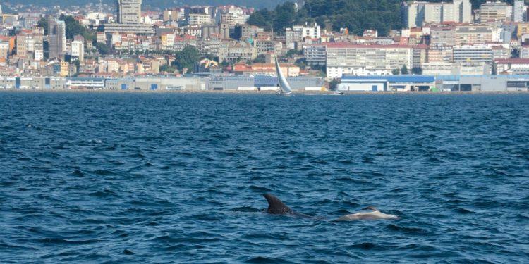 Alertan sobre o incremento no número de arroaces varados mortos nas Rías Baixas