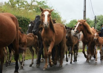 Encuentran cuatro “bestas” muertas en un monte de Oia