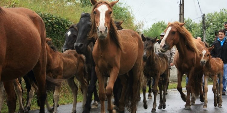 Encuentran cuatro “bestas” muertas en un monte de Oia