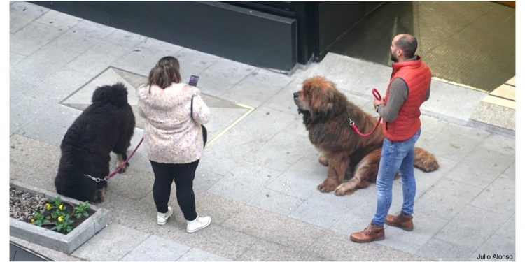 Perros gigantes