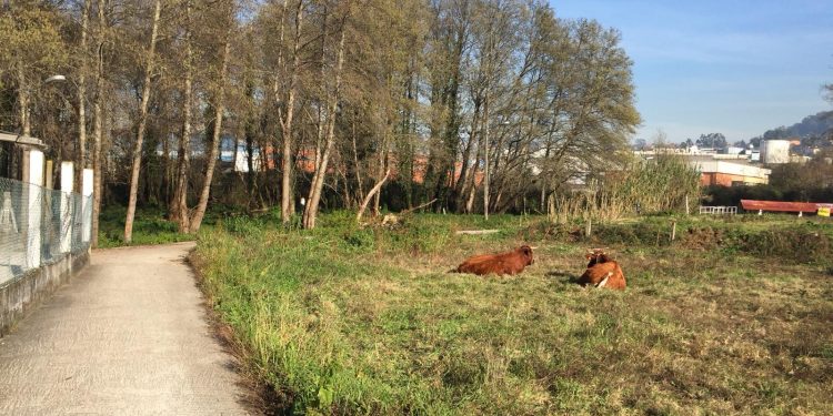 La Comisaría de Vigo vuelca sus efectivos en la resolución del crimen de Sárdoma