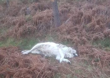 Encuentran en Baiona el cadáver de una perra preñada con las patas atadas