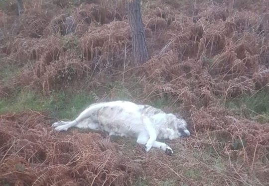 Encuentran en Baiona el cadáver de una perra preñada con las patas atadas