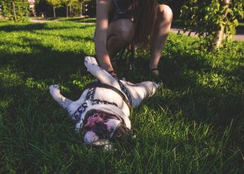 Ponteareas terá un novo parque canino