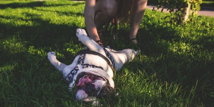 Ponteareas terá un novo parque canino