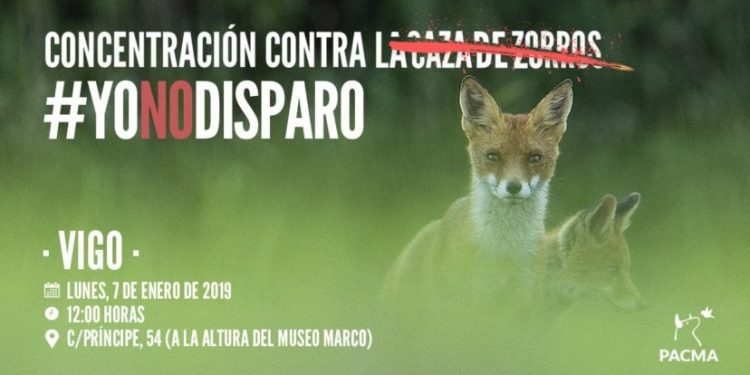 Pacma convoca una concentración en Vigo contra la caza de zorros