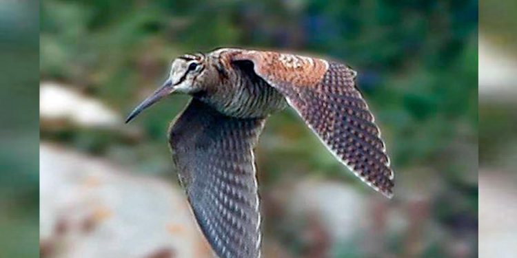 Animalistas critican a la Xunta y al Concello de Mondariz por colaborar con un campeonato “para matar aves”