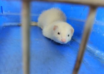 Buscan al dueño de un hurón encontrado en una calle de Vigo