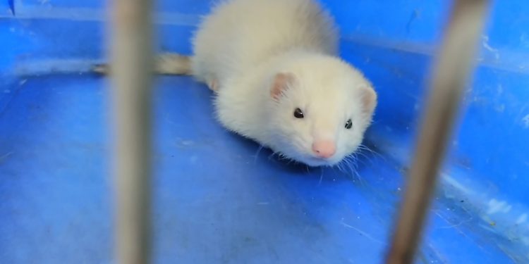 Buscan al dueño de un hurón encontrado en una calle de Vigo