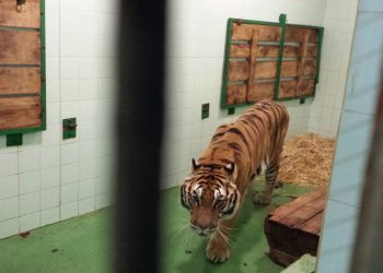 Las seis propuestas que hacen los animalistas a los partidos de Vigo de cara las municipales