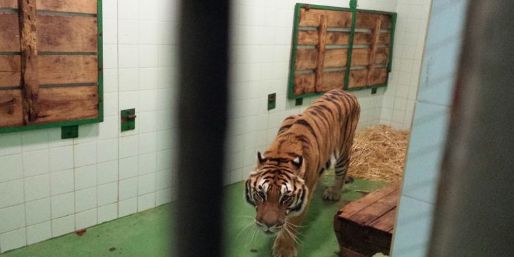 Las seis propuestas que hacen los animalistas a los partidos de Vigo de cara las municipales