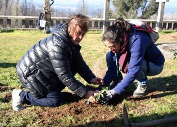 Voluntarios plantan 8.500 árbores nas Neves dentro do proxecto «Renacer das cinzas»