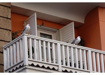 Gaviotas de plástico