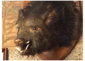 El jabalí de los sobrinos del padre