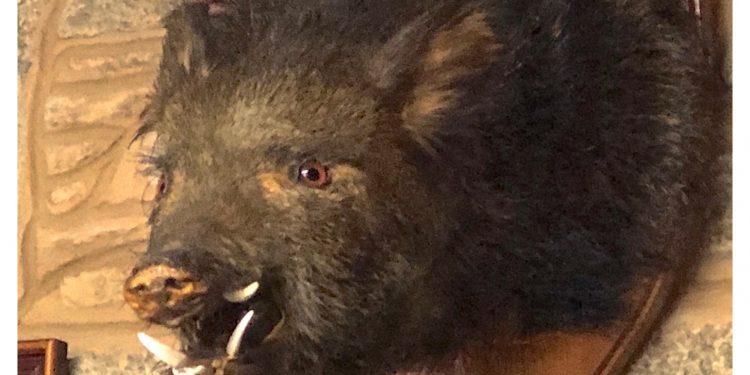 El jabalí de los sobrinos del padre