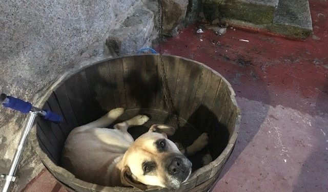 Denuncian la presencia de un perro encadenado y con un barril como único refugio en Gondomar