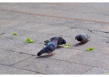 Lechuga para palomas