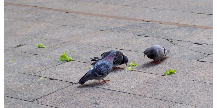 Lechuga para palomas