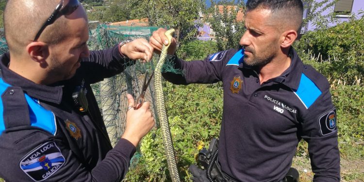 La policía de Vigo interviene por la presencia de seis serpientes en tres días