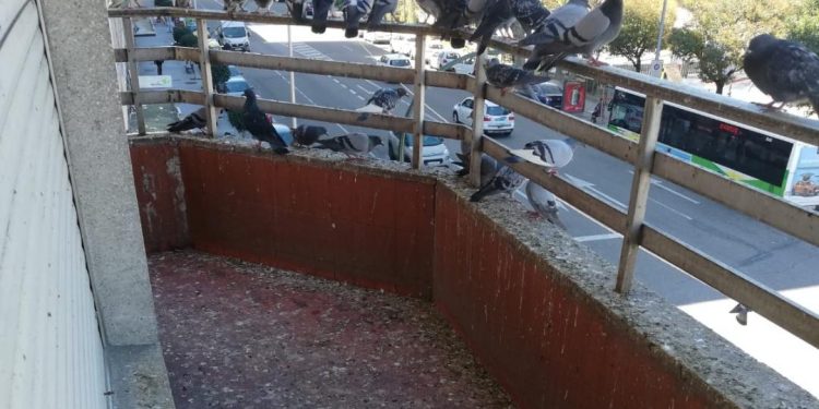 La policía desmonta en Vigo el ‘palomar’ de una vecina que llevaba años alimentando aves