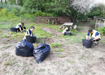 Una treintena de voluntarios retiran de Cíes y Ons más de 1.400 kilos de margarita africana