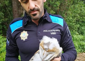 Rescatan en Vigo a un polluelo de lechuza desnutrido