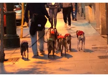 Obsesión por los perros