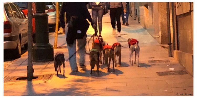 Obsesión por los perros