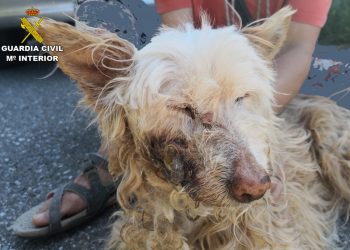 La Guardia Civil rescata a un perro en mal estado que deambulaba por Cangas