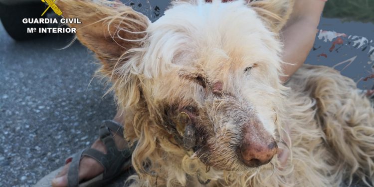 La Guardia Civil rescata a un perro en mal estado que deambulaba por Cangas