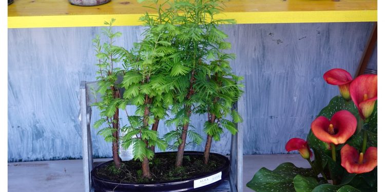 El bosque en casa