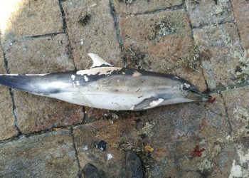 Encuentran a una nutria y un delfín muertos en Vigo