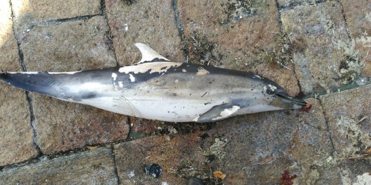 Encuentran a una nutria y un delfín muertos en Vigo