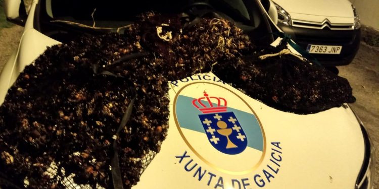 A Policía Autonómica de Vigo decomisa 41 quilos de percebe