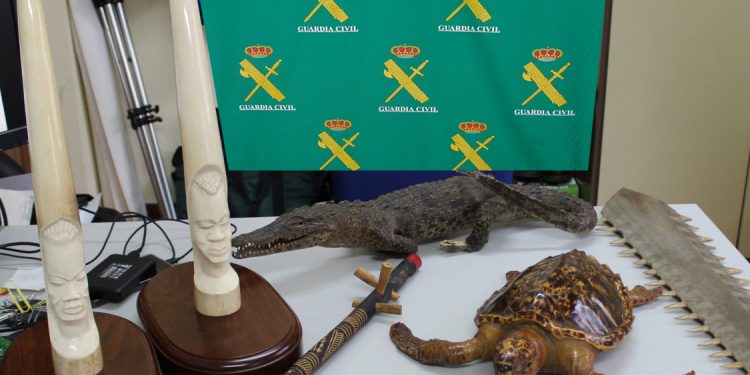 Investigan a cuatro vecinos de Vigo por la venta ilegal de especies protegidas