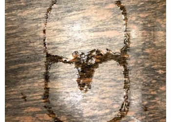 Escarabajo misterioso