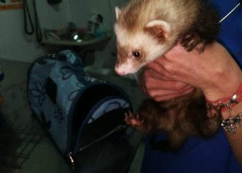 La Policía Local devuelve un hurón perdido a su dueño y rescata una serpiente en Navia