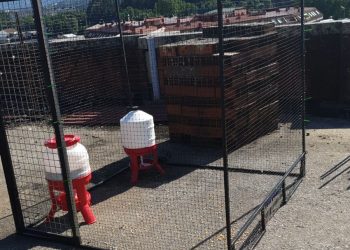 O Porriño comeza a instalar gaiolas para pombas