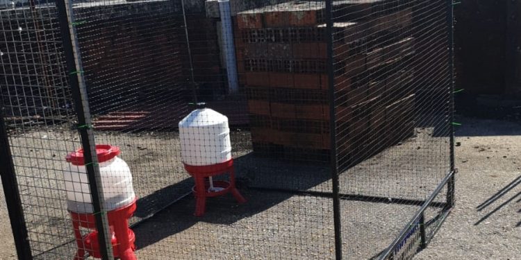 O Porriño comeza a instalar gaiolas para pombas